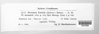 Puccinia caricis image